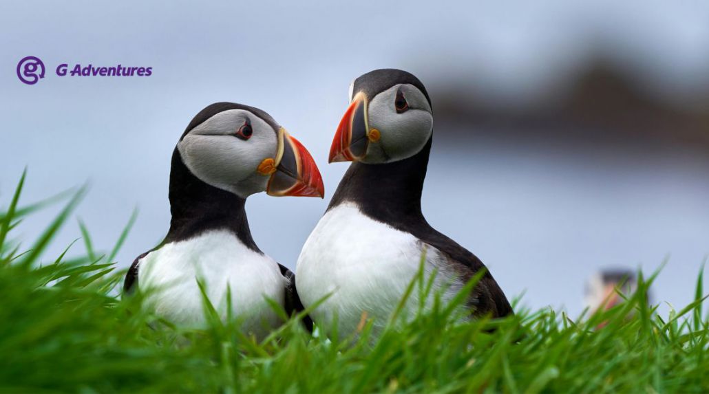 Newfoundland Adventure